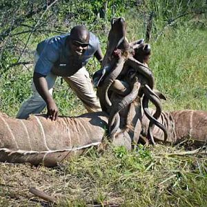 Vanquished Victor!! The kudu rut is in full swing