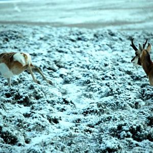 Antelope on the run