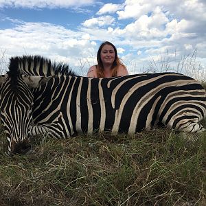 South Africa  Burchell's Plain Zebra Hunting