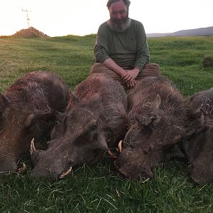 South Africa Warthog Hunt