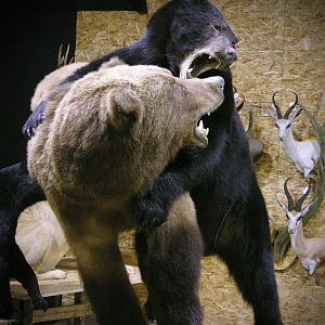 Full Mount Taxidermy Brown Bear & Black Bear