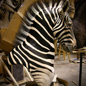 Zebra Pedestal Taxidermy