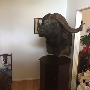 Taxidermy Buffalo Pedestal
