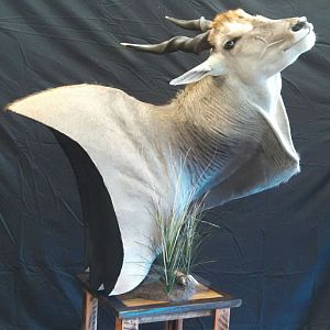 Taxidermy Pedestal Eland