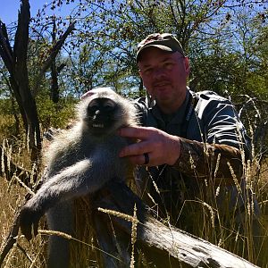 South Africa Hunt Vervet Monkey