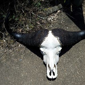 Buffalo European Skull Mount
