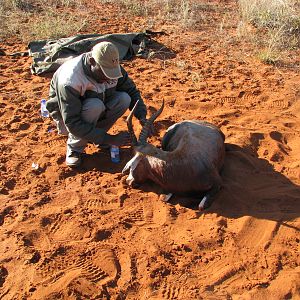 Hunting South Africa Blesbok