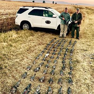 South Africa Wing Shooting Doves