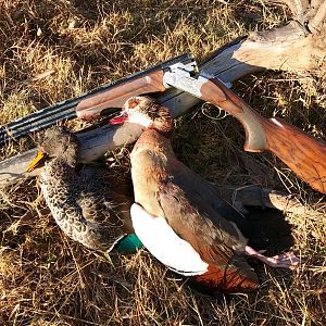 South Africa Hunt Duck