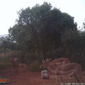Impala South Africa Trail Cam