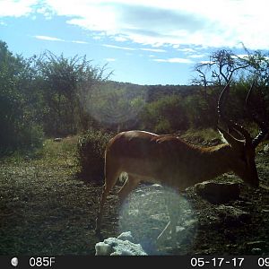 Impala South Africa Trail Cam