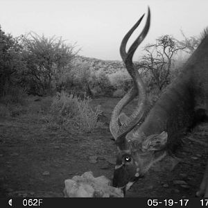 South Africa Trail Cam Kudu