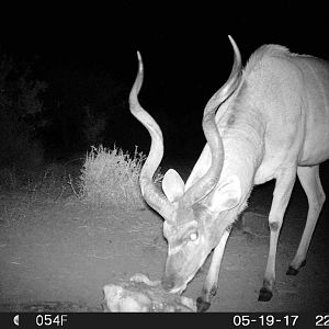 Kudu  Trail Cam South Africa