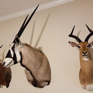 Taxidermy Gemsbok & Impala Shoulder Mount