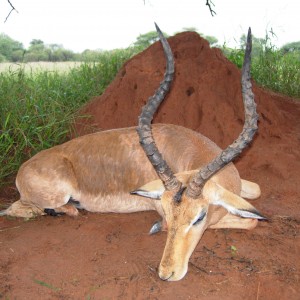 Southern Impala ram