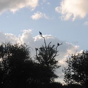 White backed vultures