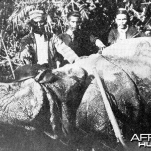 Trophy Sumatran Rhino