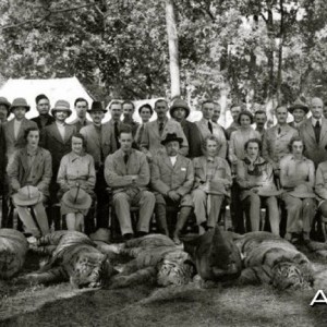 Hunting party in India with five Tigers and one Rhinoceros