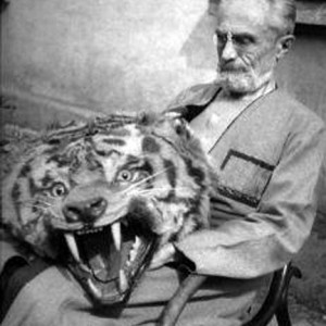 Manchurian tiger trophy