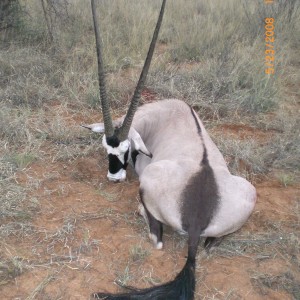 Gemsbok hunt in Northwest Province SA