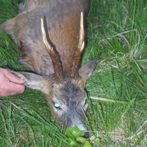 RehBock hunt in Czech Republic