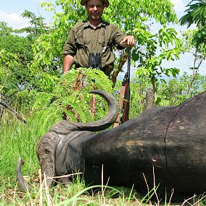 Cape buffalo