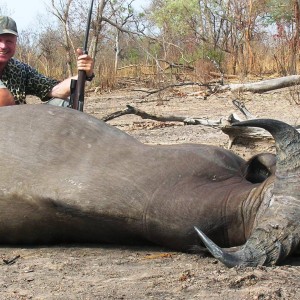 Buffalo from Benin