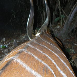 Bongo Hunted in Central Africa CAR