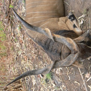 Big Eland bull from CAR, big neck, black hairs a truly great trophy