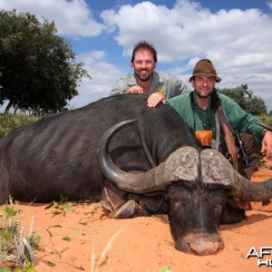Cape Buffalo hunted in Namibia Waterberg Plateau