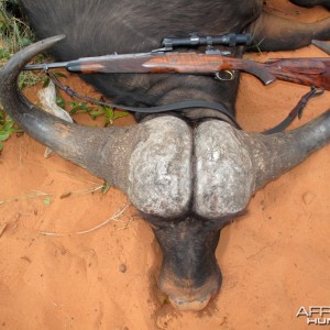 Cape Buffalo hunted in Namibia Waterberg Plateau