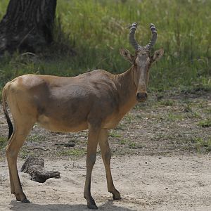 Lelwel Hartebeest in Central African Republic