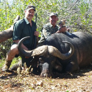 Cape Buffalo