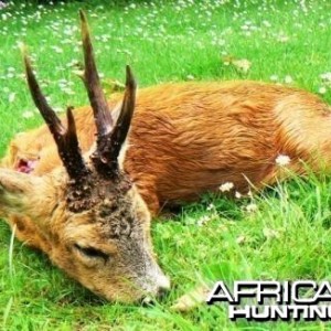 Hunting roe deer in France