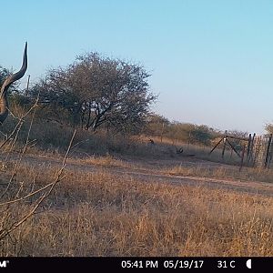 Trail Cam Kudu South Africa