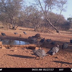 Kudu Trail Cam South Africa
