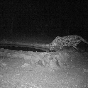 South Africa Trail Cam Leopard