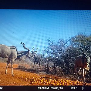 Trail Cam Kudu South Africa