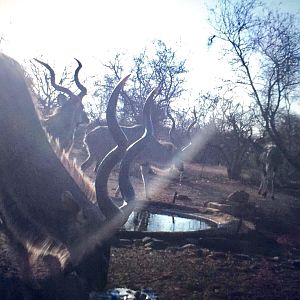 Kudu South Africa Trail Cam