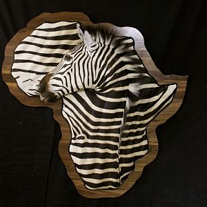 Damaske Shield Hartmann Mountain Zebra