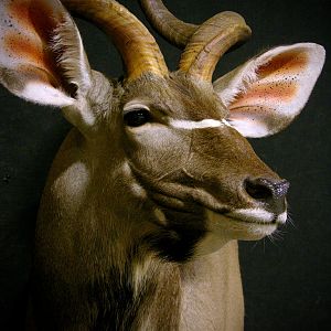 Taxidermy Kudu Shoulder Mount Close Up