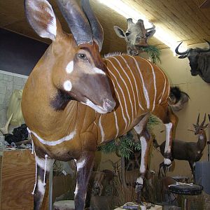 Bongo Full Mount Taxidermy