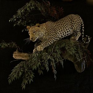 Leopard In A Branch Taxidermy