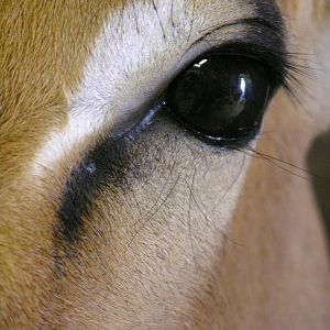 Taxidermy Impala