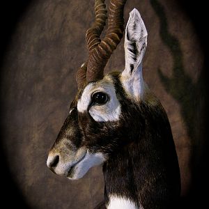 Blackbuck Shoulder Mount Taxidermy