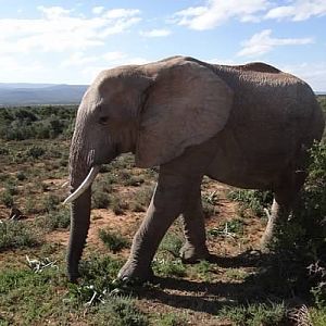 South Africa Elephant