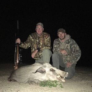 Hunting Bushpig South Africa