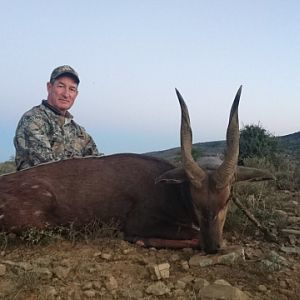 South Africa Hunting Bushbuck