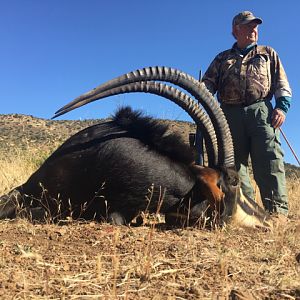 South Africa 44" Inch Sable Antelope Hunt