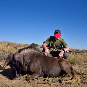 Hunting South Africa Black Wildebeest